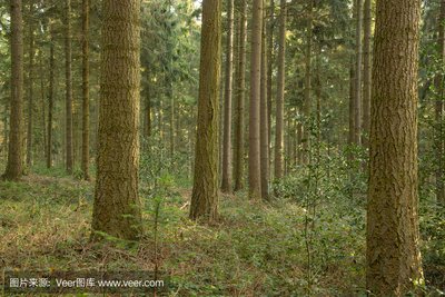 解锁创业新机遇！河南英邦科技助力打造专属独立系统与定制开发