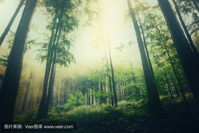 创业秘籍大公开！河南英邦科技助你一臂之力，萌豆APP系统搭建，轻松成老板！
