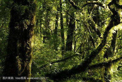 旅游卡代理新蓝海：解锁创业新机遇，定制你的旅游王国！