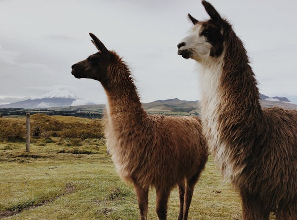 旅游年卡系统定制：为创业者打造专属旅行体验